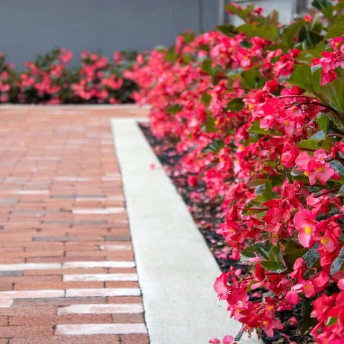 commercial landscaping flowers