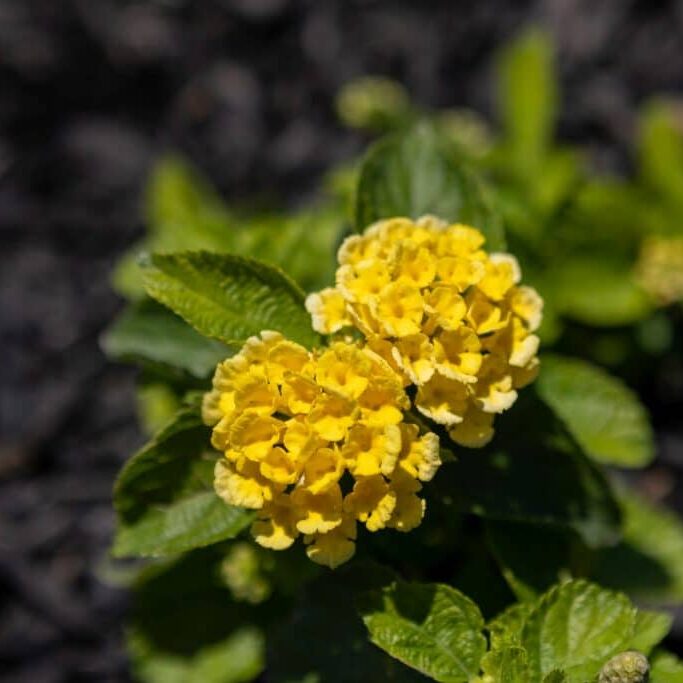 flower and mulch bed-2560px